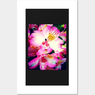 Pink Peruvian Lilies (Alstroemeria) in Bloom Posters and Art